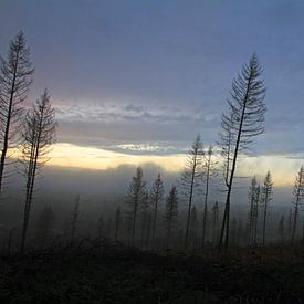 Totenstimmung im Wald von Time_Pictures