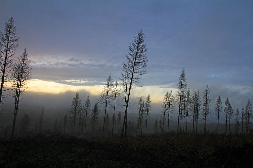 Dead atmosphere in the forest by Time_Pictures