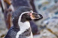 Mein Freund der Pinguin von Thomas Riess Miniaturansicht