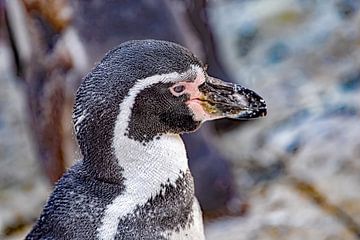 Mein Freund der Pinguin