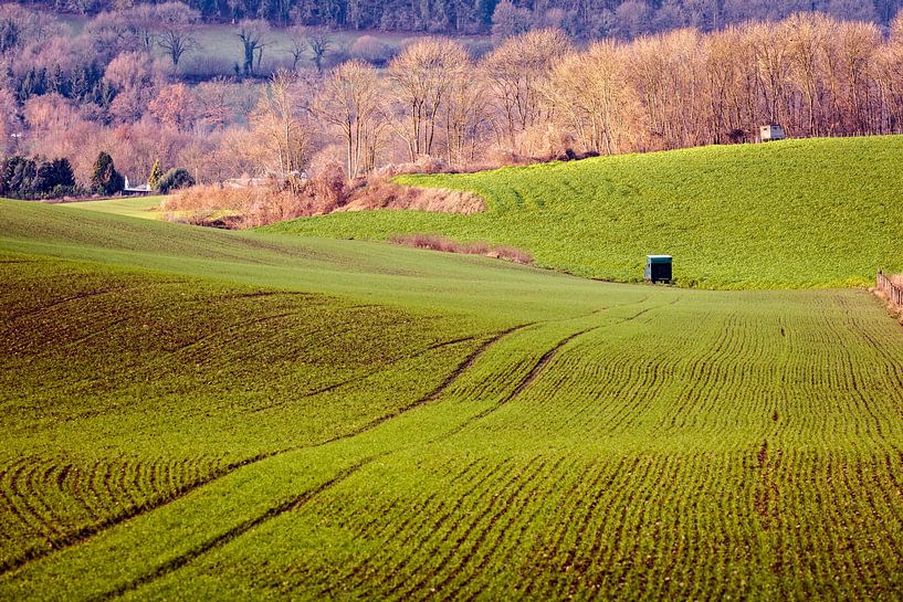 Field Eyserbos by Rob Boon