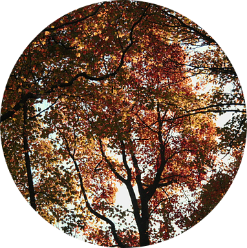 Herfstbomen van Jessica van den Heuvel
