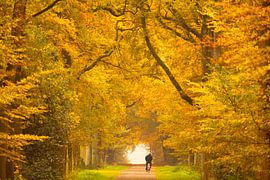Herfstlaan van Anneke Hooijer