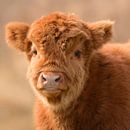 Schattige Schotse Hooglander baby van Latifa - Natuurfotografie thumbnail