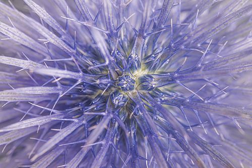 De paars blauwe distel