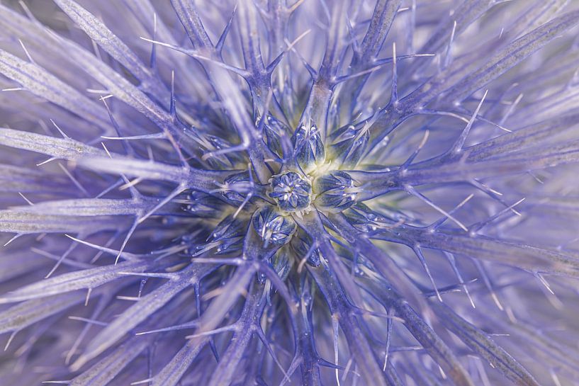 The purple blue thistle by Marjolijn van den Berg
