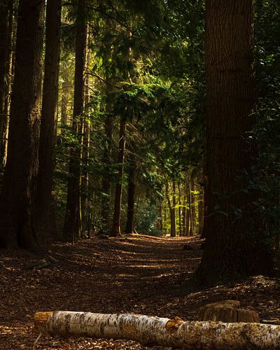 Une belle forêt un peu sombre. Un morceau de nature sur le mur !