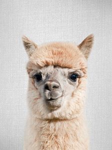 Alpaca