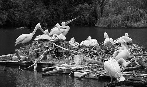 Pelicans on their nest