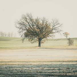 Tree by Ralf Hickmann