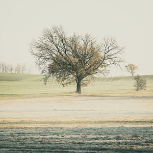 Einsamer Baum