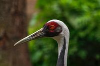 Witnek Kraanvogel