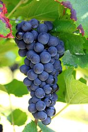 Raisins rouges sur Rüdiger Rebmann