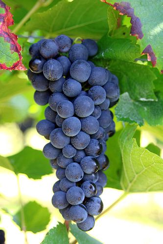 Rotweintrauben