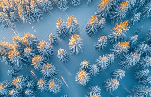 Snow-covered trees, sunrise