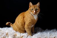 Porträt eines roten Katers