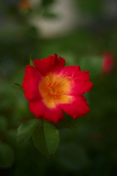 rode roos van Steffi Hommel