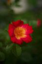 rode roos van Steffi Hommel thumbnail