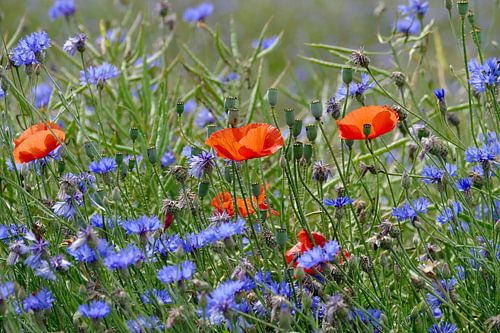 Papaver- en korenbloemweide