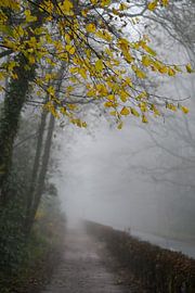 Feuilles jaunes @Brouillard sur Through Kristels Lens