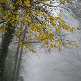 Yellow Leaves @Fog van Through Kristels Lens