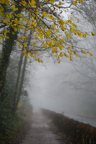 Gelbe Blätter @Nebel