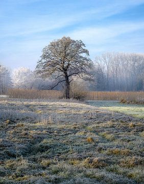 Boom in een idyllisch winterlandschap van ManfredFotos