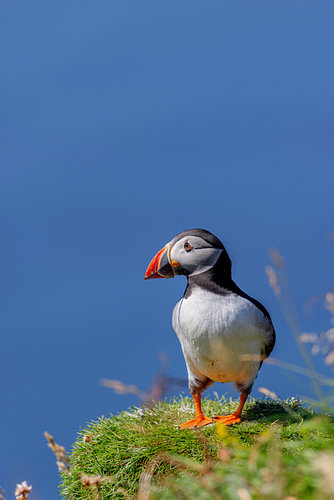 Puffin (Fratercula arctica)