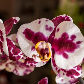 Wo die Orchidee das Licht hält von Piret Victoria Ribas Art & Photography