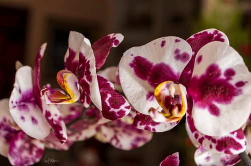 Waar de orchidee het licht vasthoudt