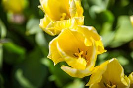 Gele bloemen von Chris Snoek