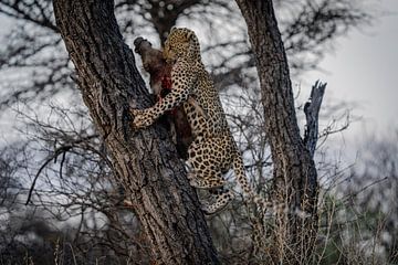 Luipaard in de wildernis van Namibië van Patrick Groß