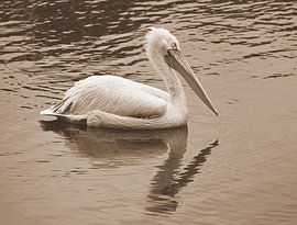 Pelican in sepia