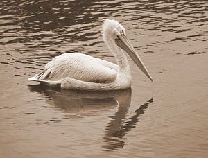 Pelikan in Sepia