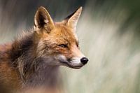 Portret van een vos