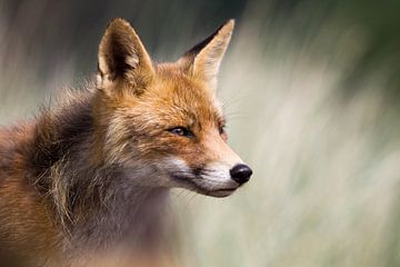 Portret van een vos van Lars Korzelius