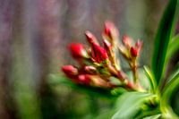 Rood en Groen