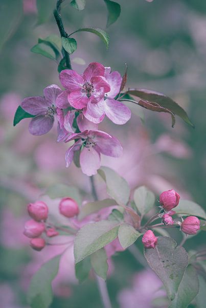 Flowers part 443 by Tania Perneel