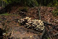 Stobbe mushrooms