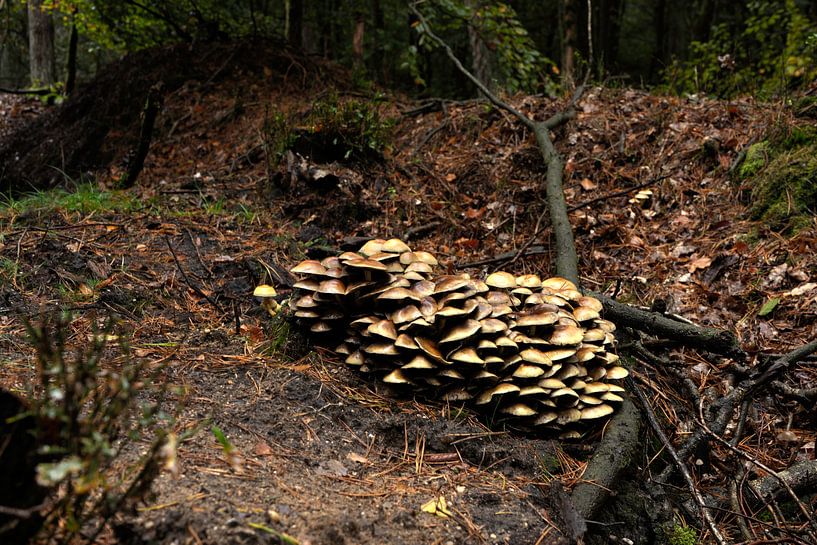 Stobbe-Pilze von Jannieke