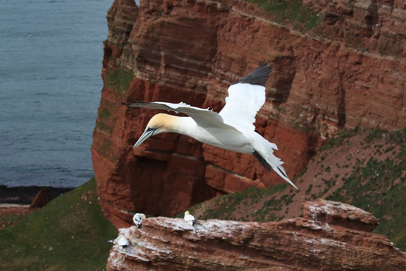 Jan-van-genten Helgoland Eiland Duitsland van Frank Fichtmüller