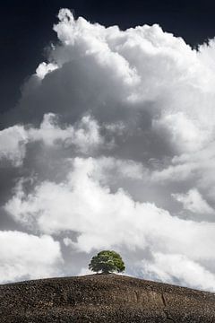 Baum unter schönem Wolkenhimmel mit weißen Wolken von Voss Fine Art Fotografie