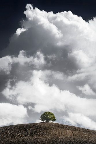 Beautifully grown tree with cloudy sky by Voss photography