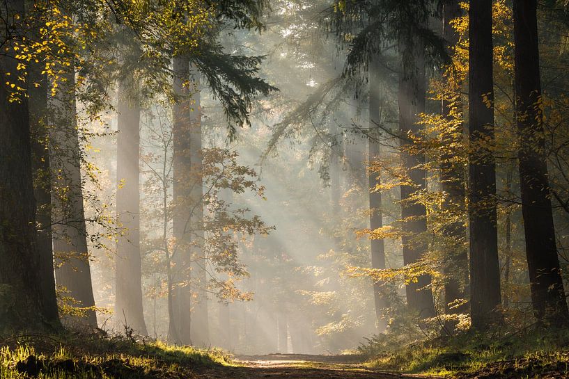 Leaves of Gold by Jeroen Schouten