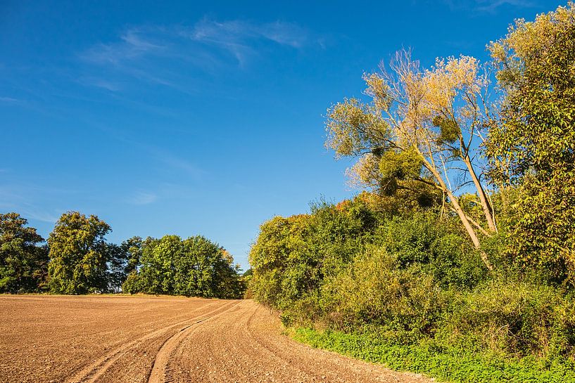 Landschap met akker en bomen bij Hohen Demzin van Rico Ködder
