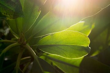 macrofoto van groen blad met nerven, botanische tekening van Karijn | Fine art Natuur en Reis Fotografie