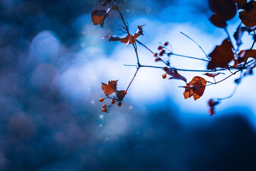 Red berry autumn scene with blue mysterious atmosphere | fine art photo print by Bloomingshots_byEva
