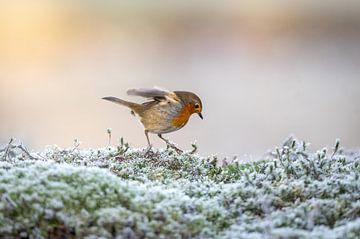 Robin in winter by Gonnie van de Schans