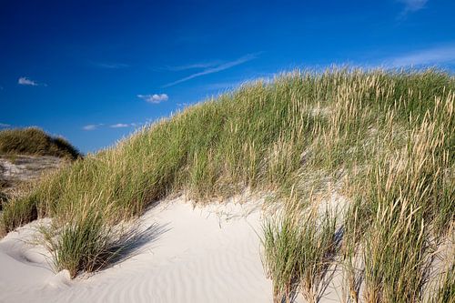 Duinen