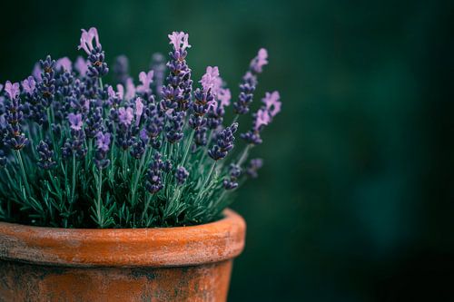 Lavender pot